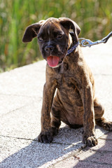 Boxer dog