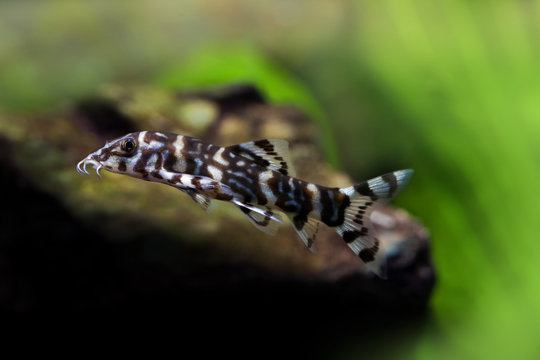 Botia histrionica macro view. Swimming striped zebra fish. Freshwater tank scene. Soft green plants background.