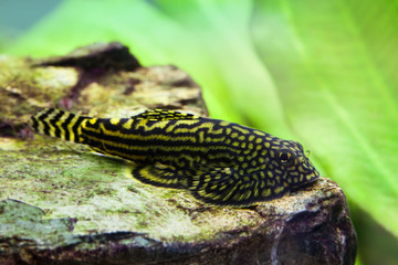 Obraz premium Aquarium cleaning fish. Sewellia lineolata. Gastromyzon punctulatus. Gastromyzontidae. stomach. green plants and stone background. macro view