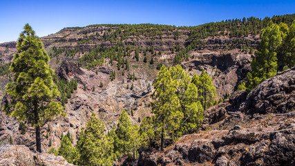 Fototapeta na wymiar Vegetation auf der rauen Hochebene von Gran Canaria 