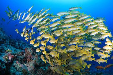 Fototapeta na wymiar Shoal of colorful fish in the tropical coral reef 