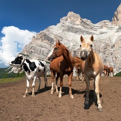 Cows and horses under Monte Pelmo in Italian Dolomities