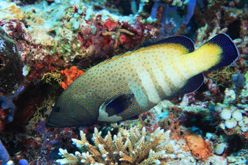 Naklejka na ściany i meble Peacock hind grouper fish (Cephalopholis argus)