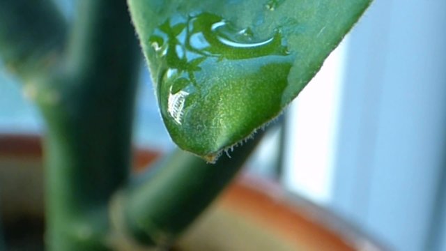 Reflection of houses in a drop of water. Closeup