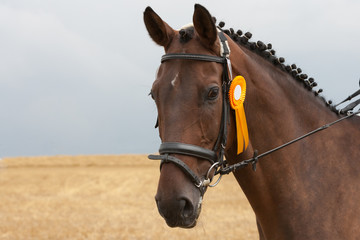 Obraz premium Porträt des Pferdes, das im Reitturnier siegte