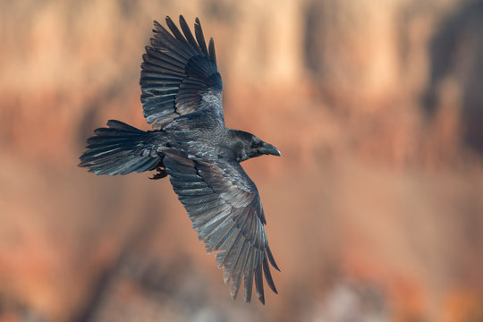 Raven in flight on background of red rocks