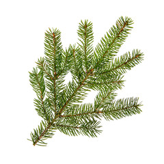 Fir branch on white