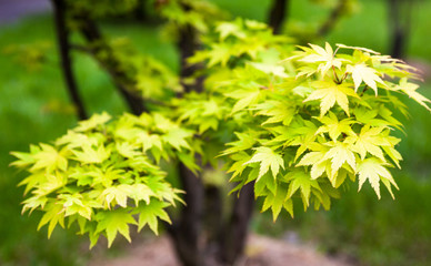 Green leaves on the branches of the Japanese maple