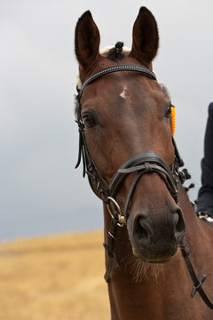 Blick des Pferdes, das im Reitturnier siegte