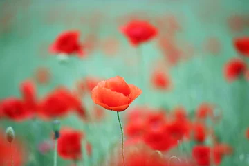 Crédence de cuisine en verre imprimé Coquelicots fleur de pavot rouge saison de printemps