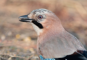Eurasian jay portrait