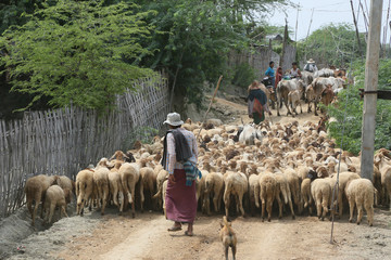 Schafhirte mit Herde
