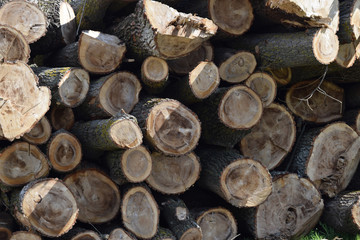 Logs are piled in a heap an front of the sawmill