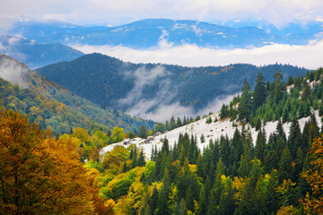 Fototapeta na wymiar Autumn beech-fir forest on the slopes of the Carpathian Mountains in the fog