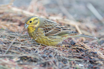 Yellowhammer (Emberiza citrinella)