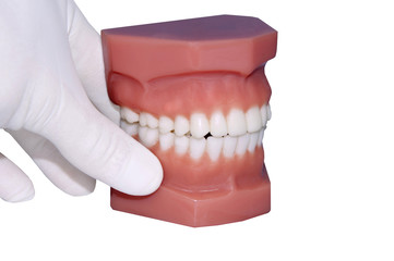 dentist hand show  model of teeth, isolated on white