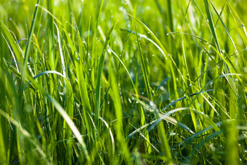 Dew drops on the green grass
