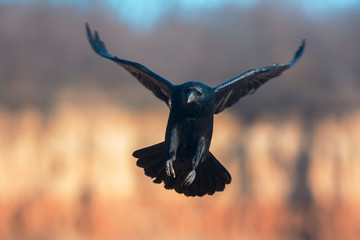 Raven in flight