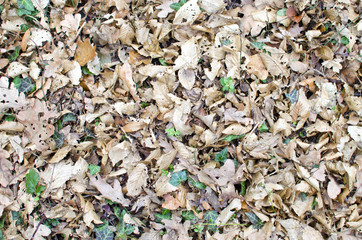 Ground covered by leaves