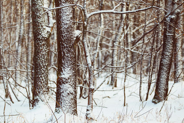 frozen trees in Russian winter forest