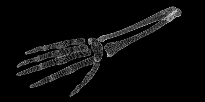 Human  hand skeleton