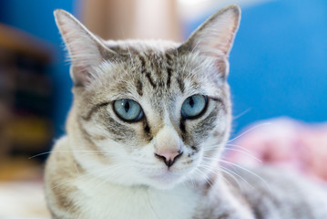 Tabby cat looking to the camera