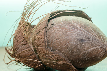 Coconut and his shell