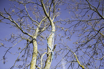 Tree of branches