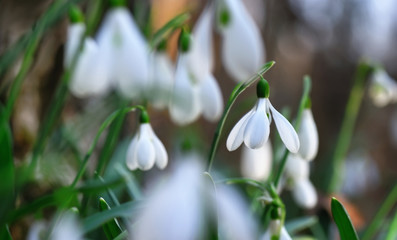 Fresh snowdrop on green background. Natural composition