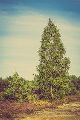 Fototapeta premium Landscape of field of heather in the forest. Birch tree and pine
