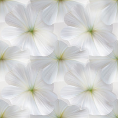 White Petunia seamless pattern for fabric or textile design.