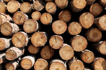 Wood logs