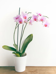 Naklejka na ściany i meble Orchid in pot