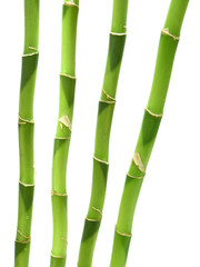 bamboo over white background
