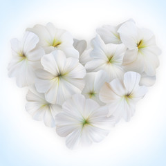 Innocence White Petunia Heart for Valentine day. Love symbol.