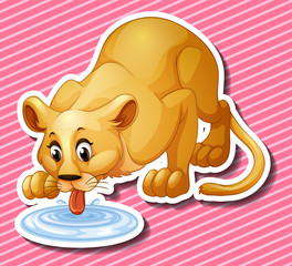 Cute lion drinking water from the puddle
