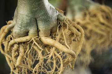 The roots of the tree, the soft blur