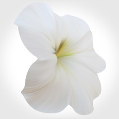 Fototapeta na wymiar White Petunia on light backdrop. Single flower.