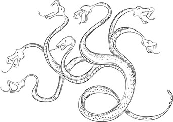 Hydra