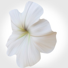Fototapeta na wymiar White Petunia on light backdrop. Single flower.