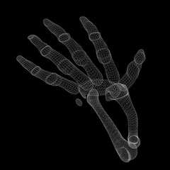 Human  hand skeleton