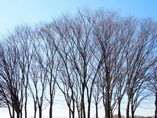 欅のシルエット