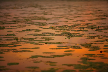 water lilies on the lake at sunset