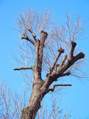 イチョウの枯木