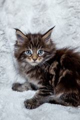 Maine Coon kitten