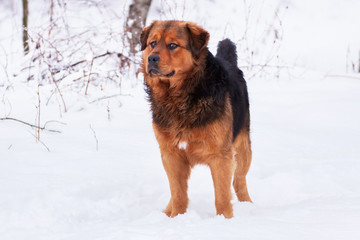 Big red brown dog with fluffy tail in the winter park