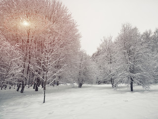 Beautiful winter sunset with trees in the snow