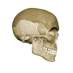 menschlicher schädel