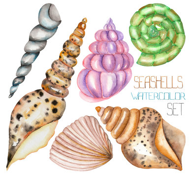 A set with the isolated shells, painted in a watercolor on a white background