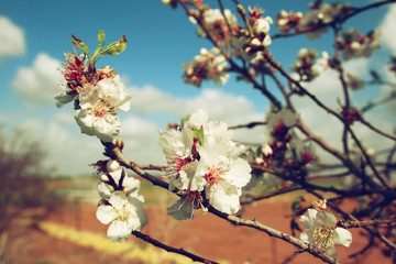 image of spring white cherry blossoms tree. selective focus. vintage filtered
